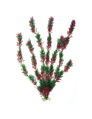 Amtra Flora Bicolor Διακοσμητικά Φυτά Ενυδρείου 17cm