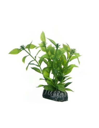 Hobby Hygrophila Διακοσμητικά Φυτά Ενυδρείου 13cm