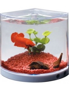 Ενυδρείο Mini (Μονομαχέρα) Με Φως