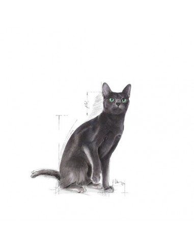 Royal Canin Cat Feline Health Nutrition Sterilised 37 Adult
