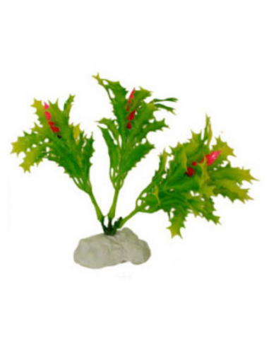 Hailea Διακοσμητικά Φυτά Ενυδρείου 10cm