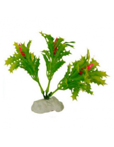 Hailea Διακοσμητικά Φυτά Ενυδρείου 10cm