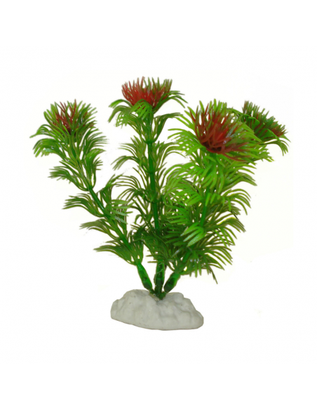 Hailea Διακοσμητικά Φυτά Ενυδρείου 10cm