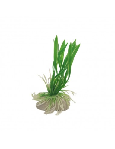 Boyu Διακοσμητικά Φυτά Ενυδρείου 10cm